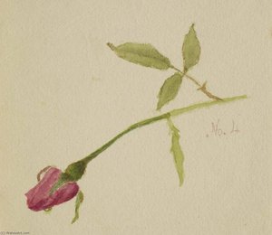 Untitled (rose) — Mary Vaux Walcott