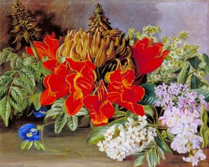 Cultivated And Wild Flowers, Jamaica — Marianne North