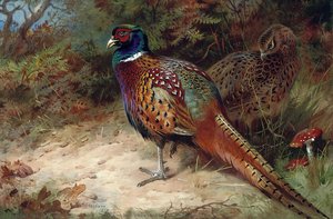 Cock and hen pheasant in the undergrowth