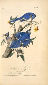 Blue Jay. 1. Male. 2. ^ 3. Female. (trumpet Flower. Bignonia Radicans.) — John James Audubon