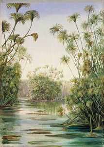 Papyrus Or Paper Reed Growing In The Ciane, Sicily — Marianne North