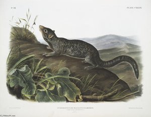 Spermophilus Macrourus, Large-tailed Spermophile. Male. Natural Size — John James Audubon