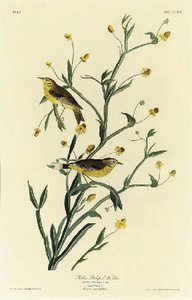 Yellow Red-poll Warbler — Robert Havell
