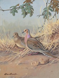 Mourning Dove — Allan Cyril Brooks