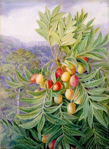 The Kaffir Plum, Painted In The Perie Bush, South Africa — Marianne North