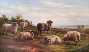 Sheep — Charles Jones