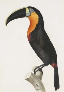 Ramphastos Vitellinus