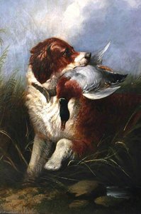 Dog and Mallard Waiting for Good Bag