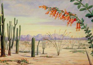 Vegetation Of The Desert Of Arizona — Marianne North