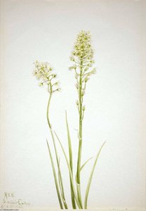 Death Camas (zygadenus Venenosus) — Mary Morris Vaux Walcott