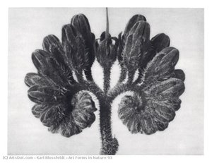Art Forms in Nature 93