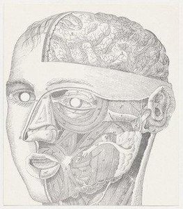 Face Anatomy Mask — George Maciunas