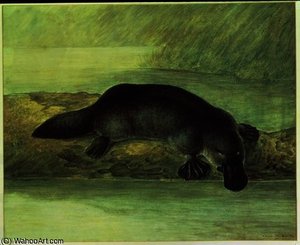 Duck-billed Platypus, Ornithorynchus Paradoxus, — John William Lewin