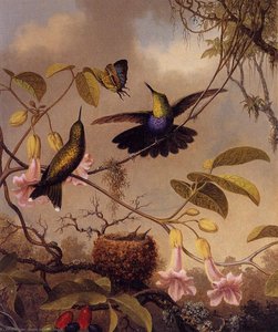 Fort-tailed Woodnymph — Martin Johnson Heade