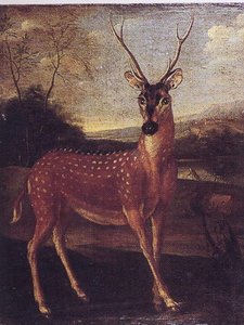 Cerf du Gange