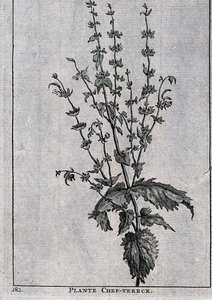 Plante chef-tereck