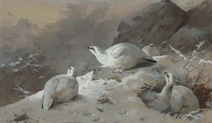 Ptarmigan In Winter Plumage — Archibald Thorburn