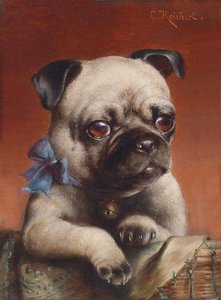 Young Pug — Carl Reichert