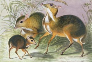 From 'the Knowsley Menagerie',