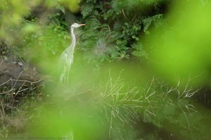 Heron — Mariko Asayama