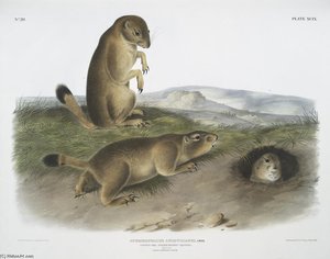 Spermophilus Ludovicianus, Prairie Dog-prairie Marmot Squirrel. Natural Size. 1. Male, 2. Female, 3. Young — John James Audubon