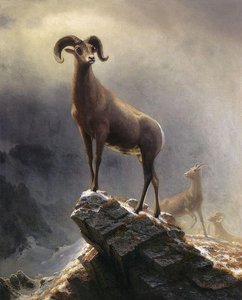 Rocky Mountain Sheep 1 — Albert Bierstadt