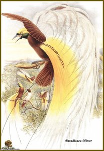 Paradisier Petit Emeraude — John Gould, Naturalistic Illustration