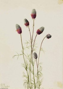 Purple Prairieclover (petalostemon Purpureum) — Mary Morris Vaux Walcott