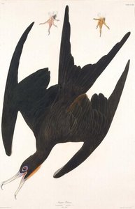 Frigate Pelican — Robert Havell