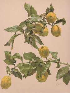 Watercolor Of A Lemon — Alice Bailly