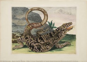 Plate 70 From Dissertation In Insect Generations And Metamorphosis In Surinam — Maria Sybilla Merian, Baroque