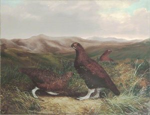 Cumberland Moor And Grouse — Benjamin Hold