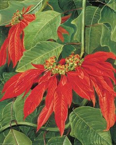 Flor De Pascua Or Easter Flower, At Morro Velho, Brazil — Marianne North