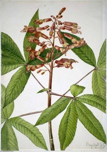 Red Buckeye (aesculus Pavia) — Mary Vaux Walcott
