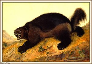 Wolverine — John James Audubon