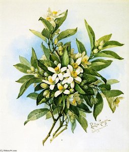 Orange Blossoms — Raoul De Longpre