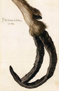 Study Of A Goat's Deformed Hoof — Giuseppe Arcimboldo