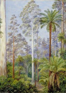 Fernshaw, Victoria — Marianne North