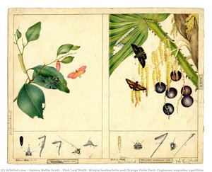 Pink Leaf Moth, Wingia Lambertella And Orange Palm Dart, Cephenes Augiades Sperthias — Helena Nellie Scott