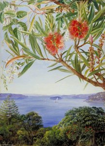 Two Australian Shrubs With Sydney Harbour Below — Marianne North, Victorian Naturalism