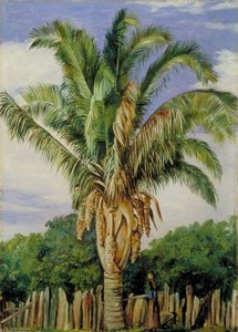 Indian Palm At Sette, Lagoa, Brazil — Marianne North