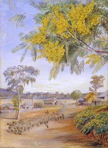 Flowers And Foliage Of The Silver Wattle, Queensland — Marianne North