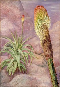 A Giant Kniphofia Near Grahamstown — Marianne North