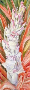 Inflorescence Of The West Indian Pinguin — Marianne North