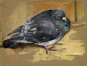 Pigeon — Myrtle Broome