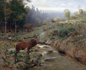 Herd Of Red Deer In A Forest Clearing — Christian Johann Kroner