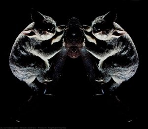 Possum, Replicant Series — Brook Andrew