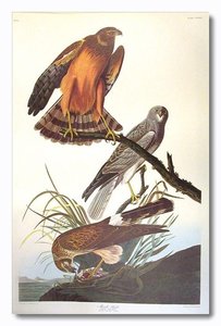 Northern Harrier — John James Audubon