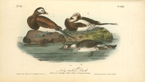 Long-tailed Duck. 1. Male, Summer Plumage. 2. Male In Winter. 3. Female And Young — John James Audubon