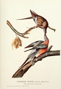 The Passenger Pigeon — John James Audubon